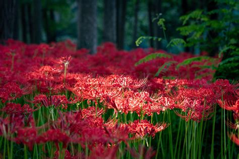 彼岸花 開花|彼岸花の名所42選！有名な群生地や各地の隠れスポッ。